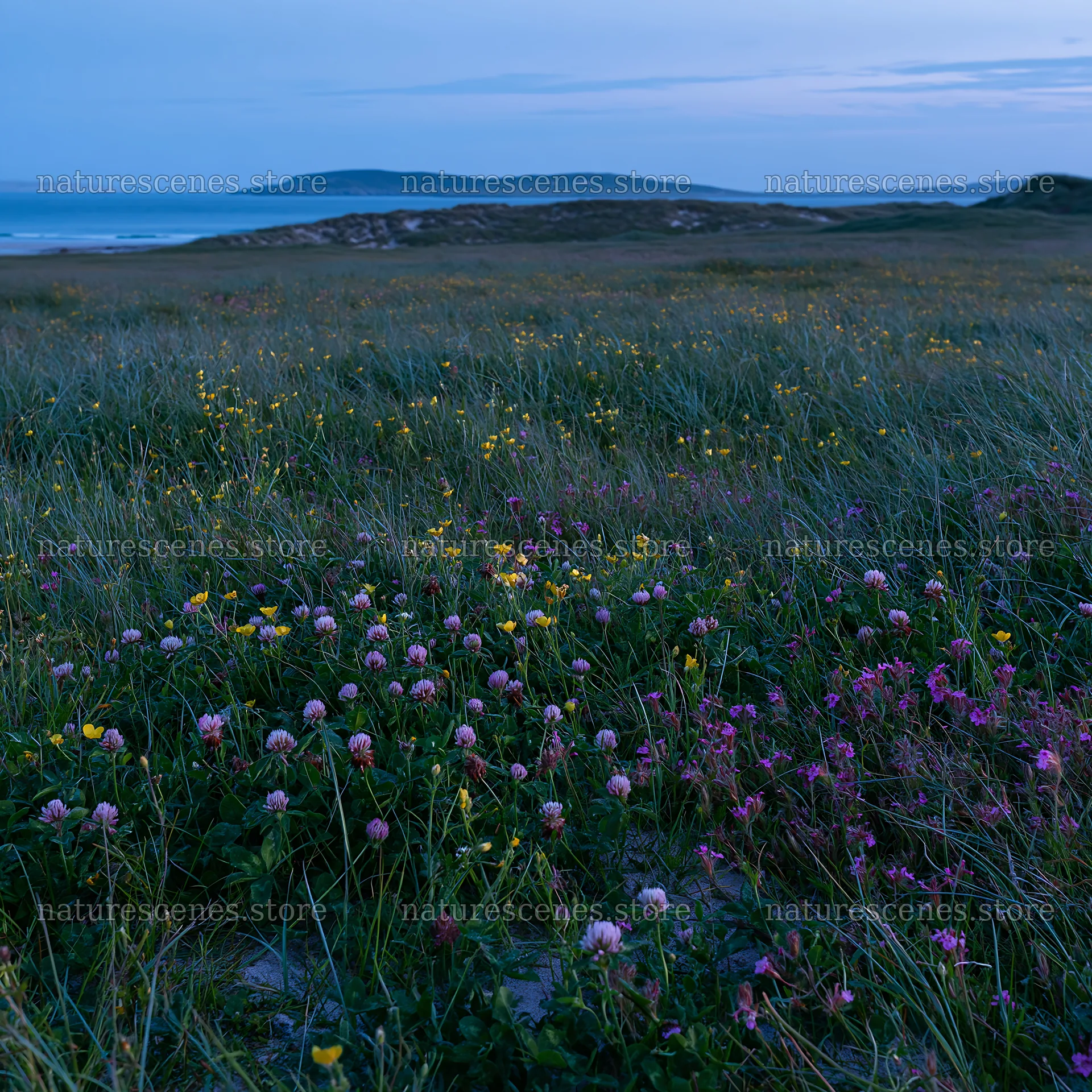 Regenerative meadow with wildflowers at dusk near the coast – nature scenes 7938x7938