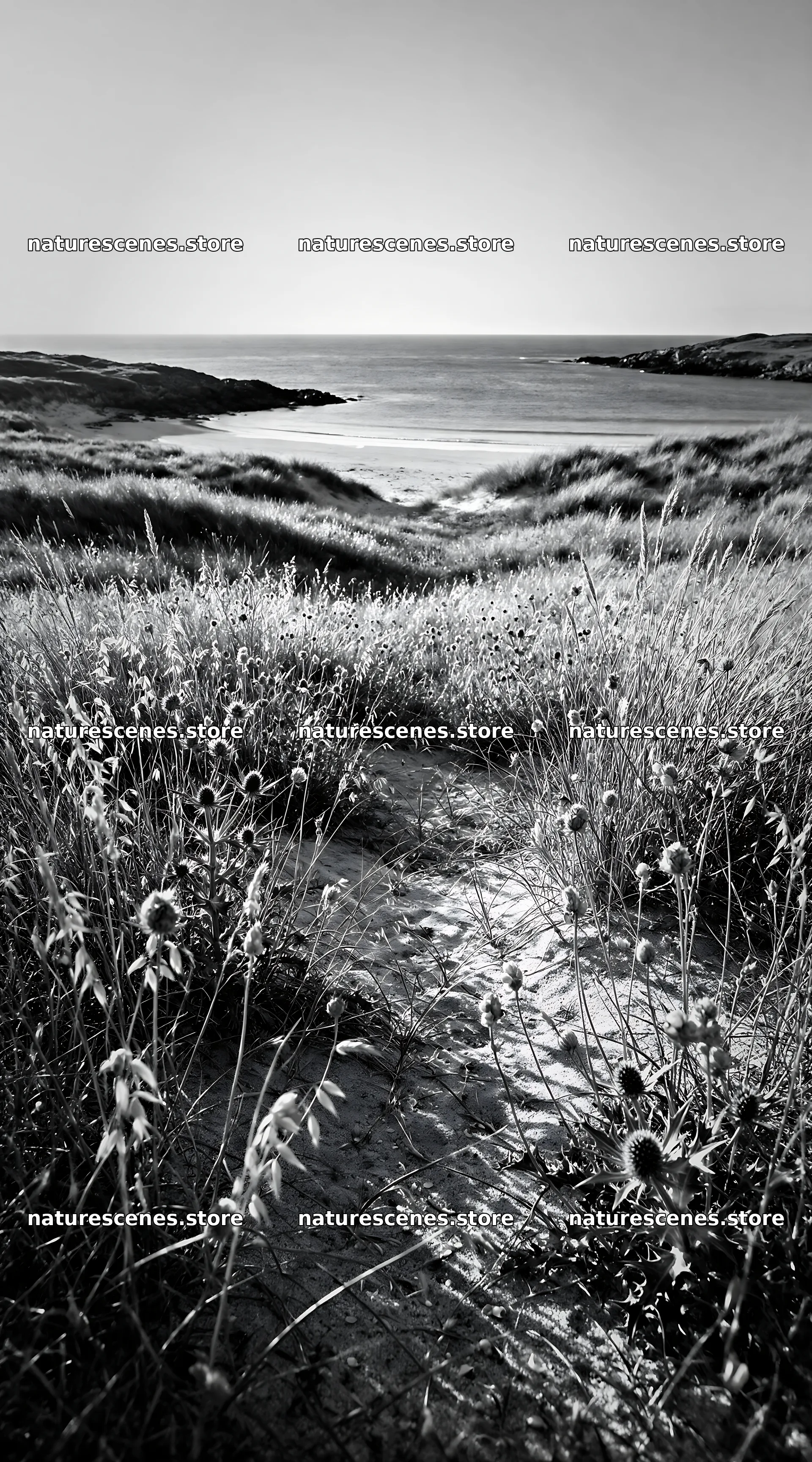 Seedhead meadow by the beach with a clear view of the water – nature scenes 5916x10648