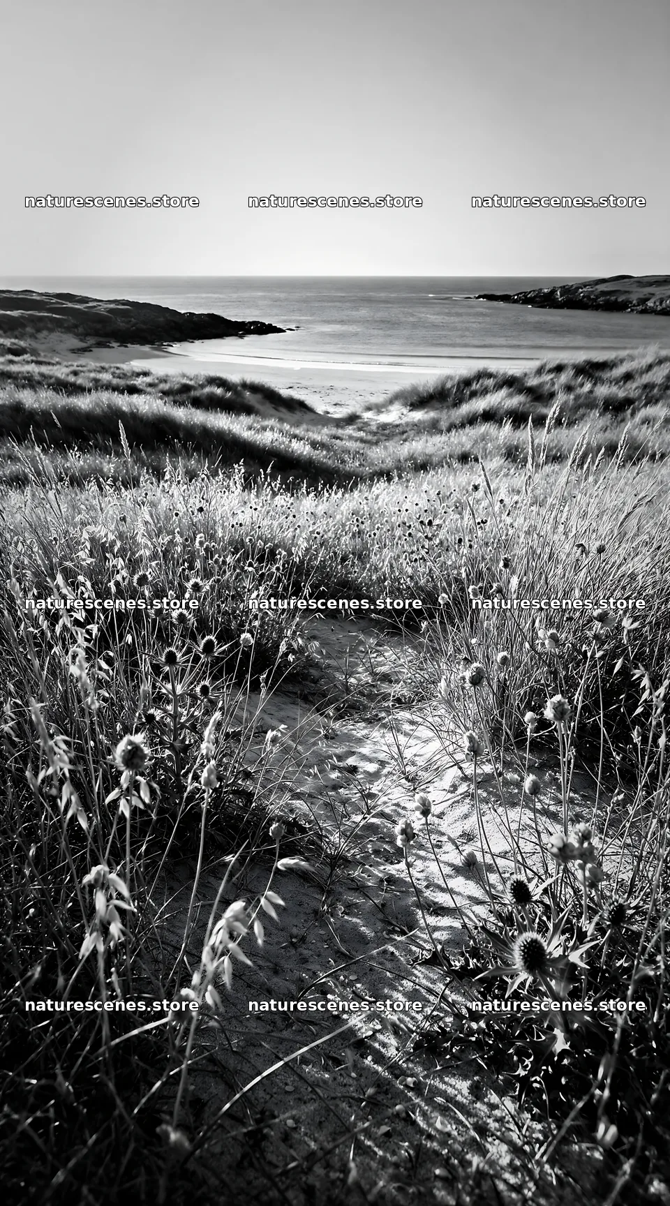 Seedhead meadow by the beach with a clear view of the water – nature scenes 5916x10648