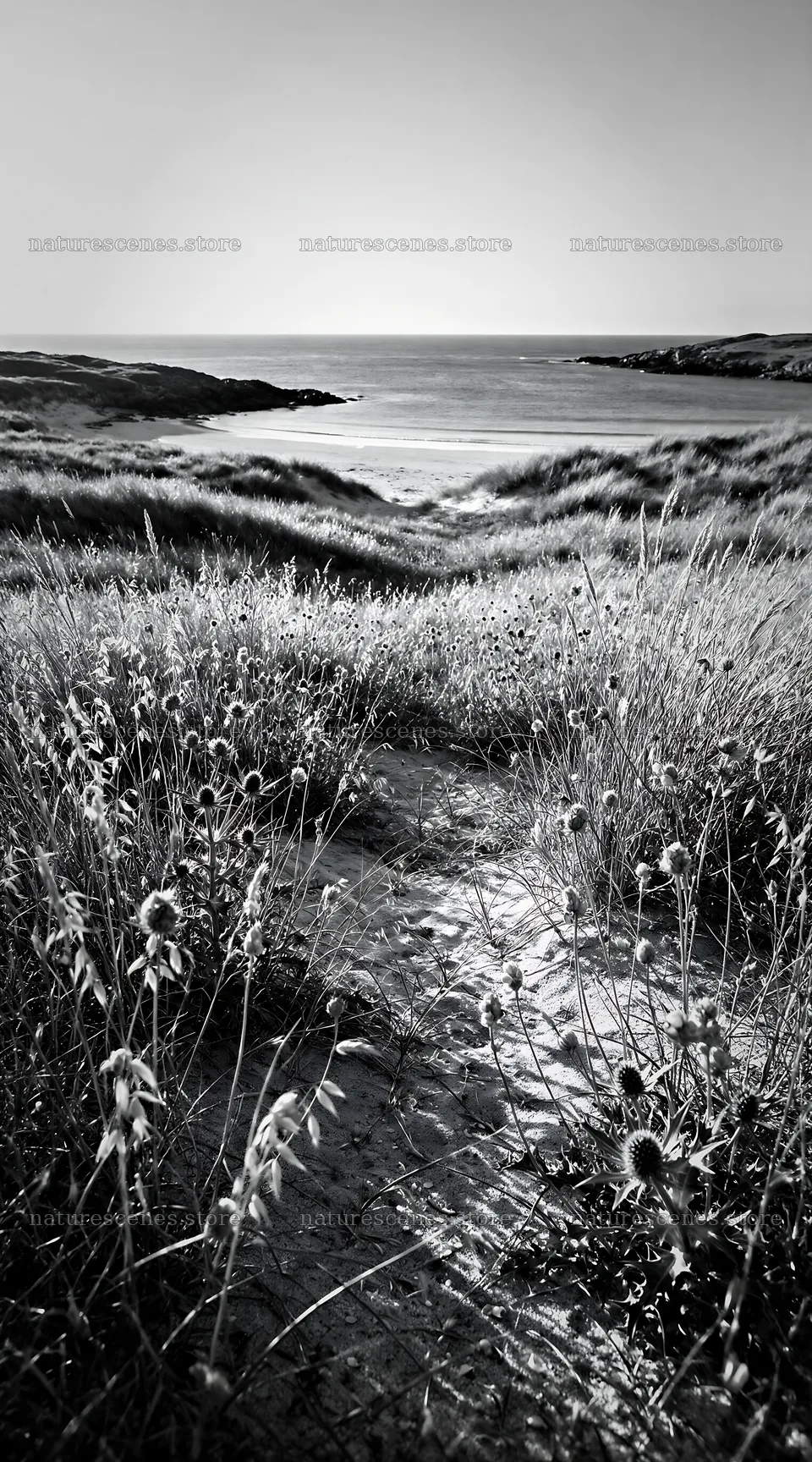 Seedhead meadow by the beach with a clear view of the water – nature scenes 5916x10648