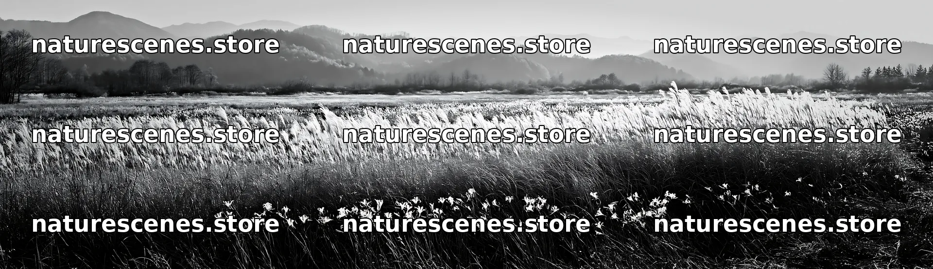 Akita snowmelt meadow with silver grasses in the mountains – nature scenes 14762x4268