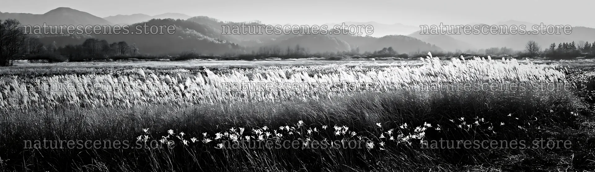 Akita snowmelt meadow with silver grasses in the mountains – nature scenes 14762x4268