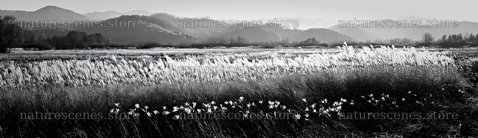 Akita snowmelt meadow with silver grasses in the mountains – nature scenes 14762x4268
