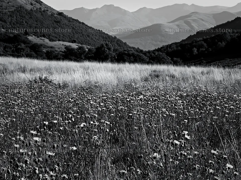 French meadow below Pyrenees range with wildflowers and hills – nature scenes 9174x6866
