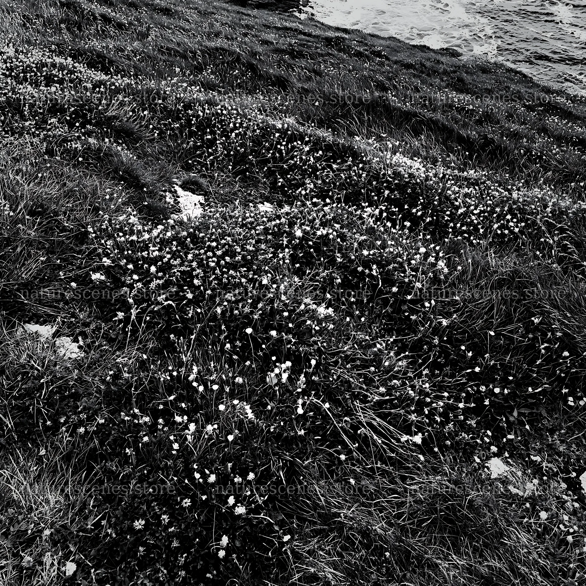 Clifftop meadow with wildflowers above the ocean – nature scenes 7938x7938