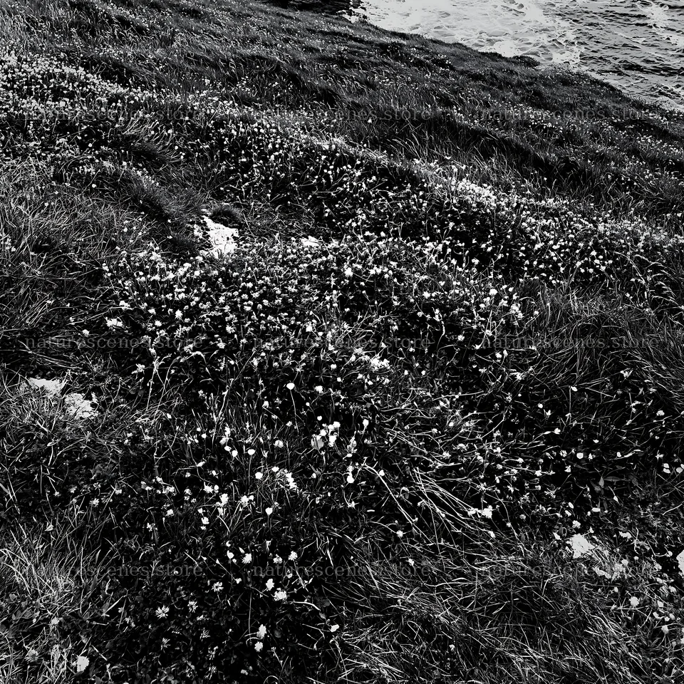 Clifftop meadow with wildflowers above the ocean – nature scenes 7938x7938