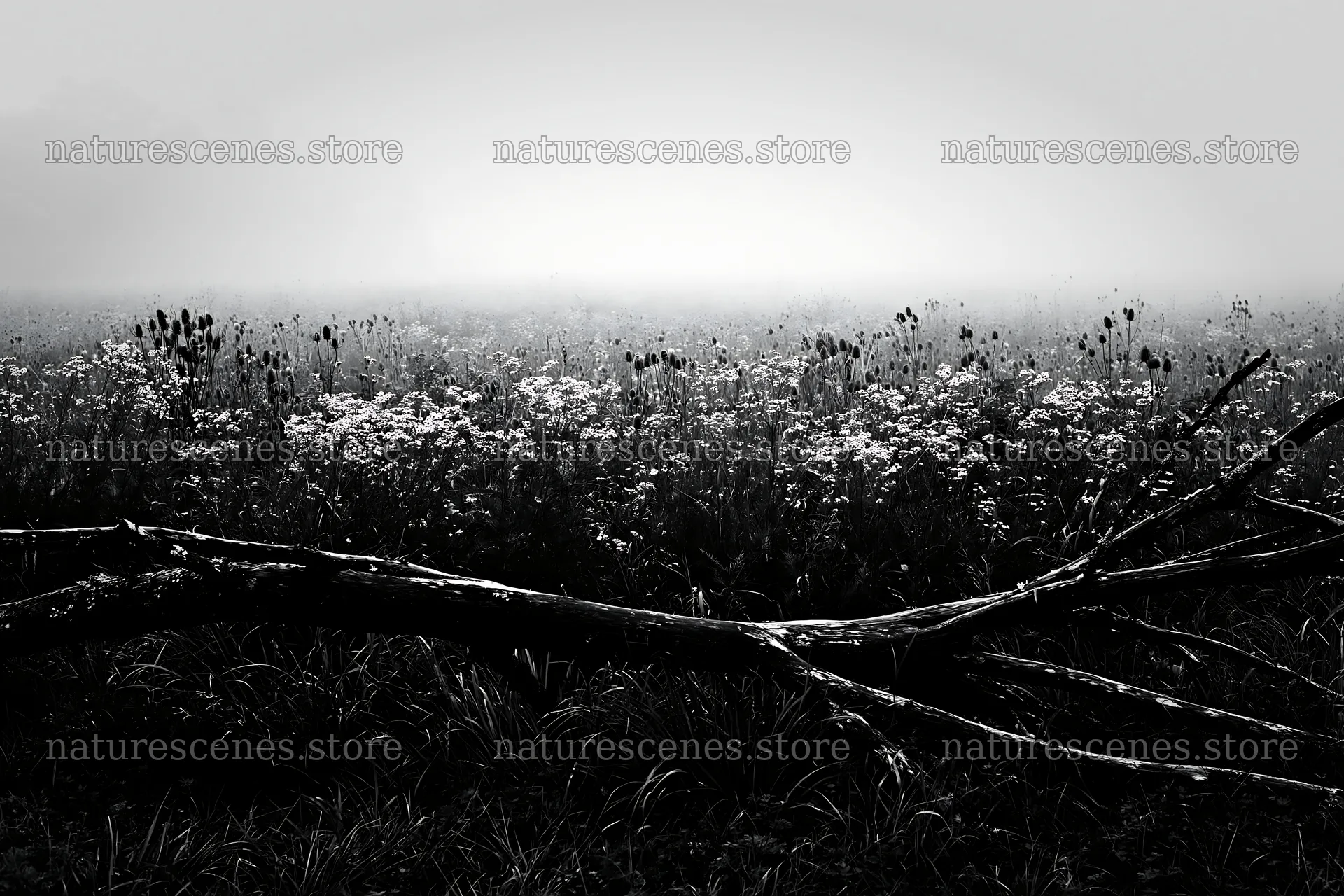 Yamagata rewilded meadow with fallen branch in foreground – nature scenes 9722x6480