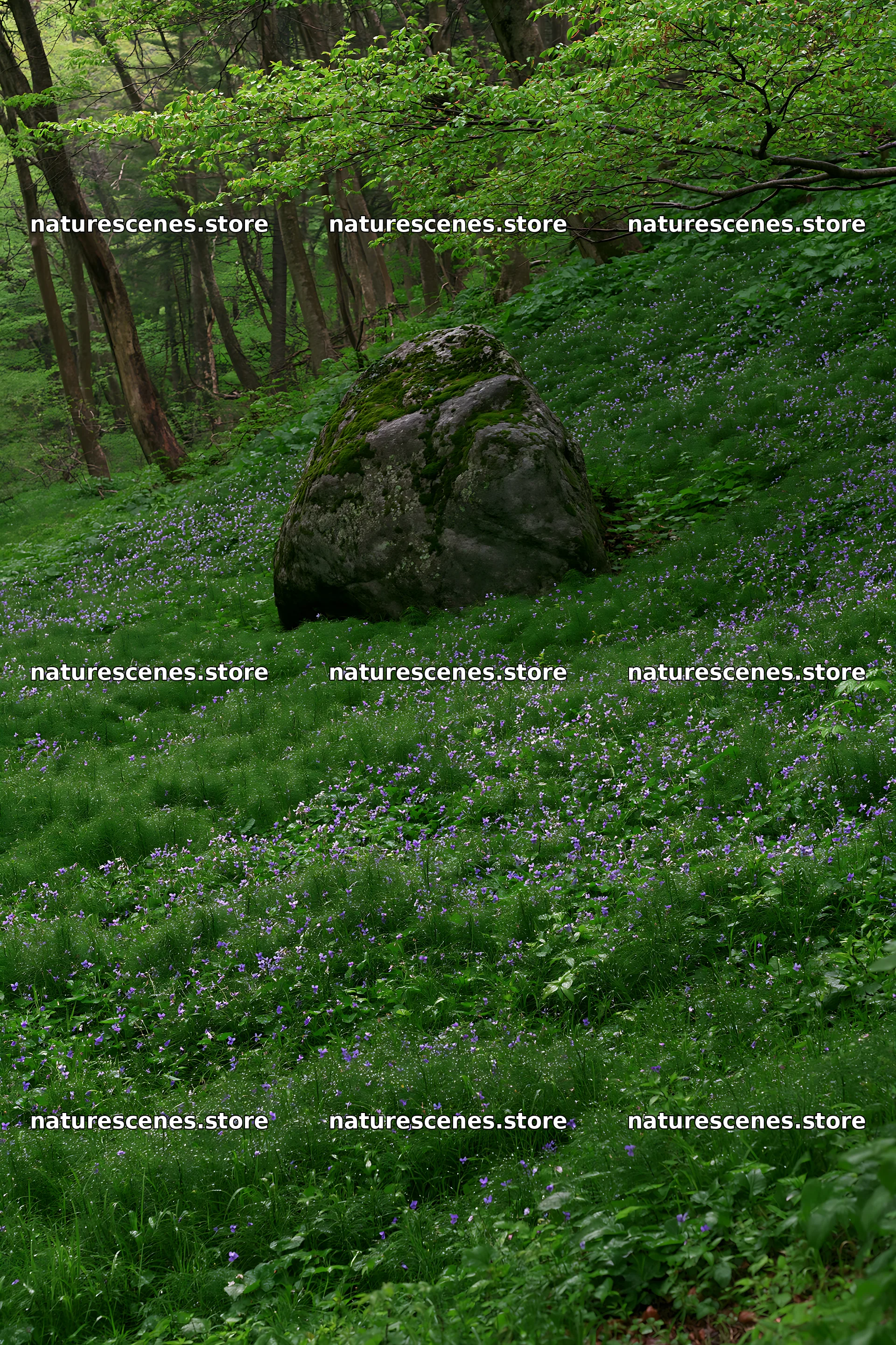 Aomori climate resilient meadow with boulder – nature scenes 6480x9722