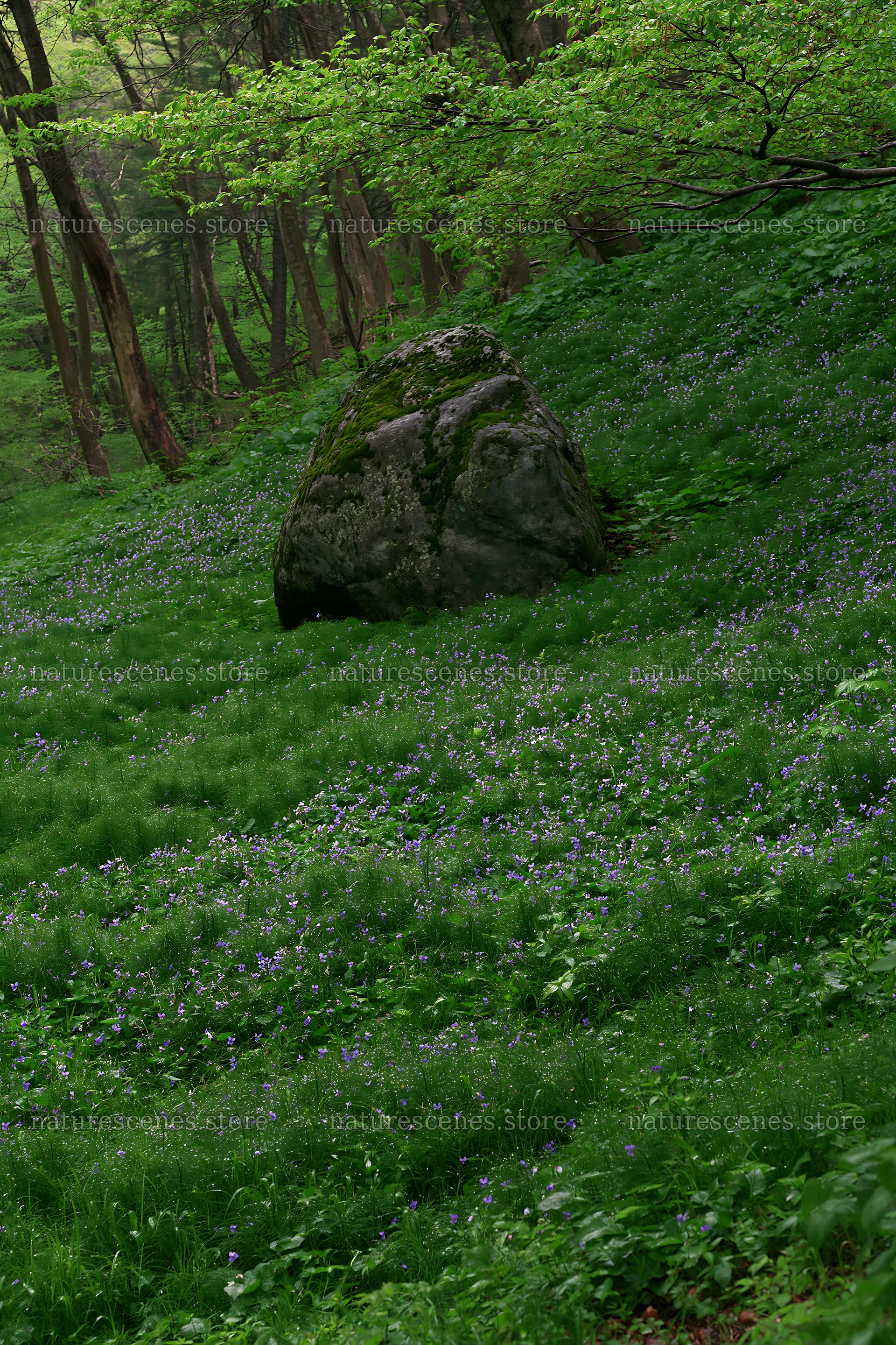 Aomori climate resilient meadow with boulder – nature scenes 6480x9722