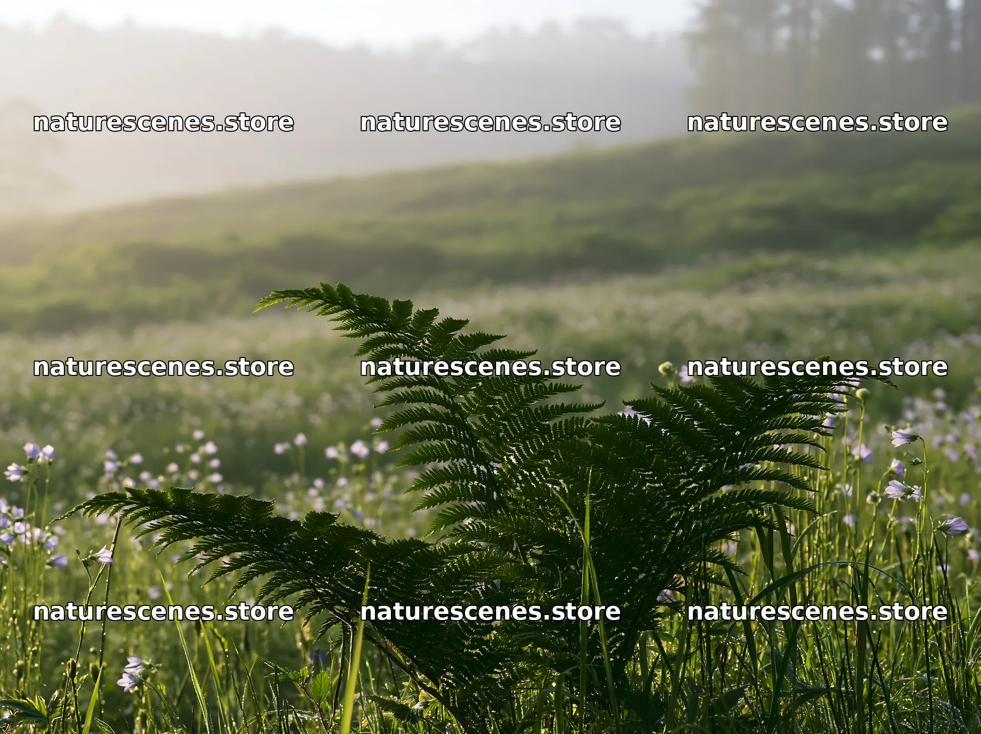 Tokushima mountain meadow fern frond foreground in the sunlight – nature scenes 9174x6866