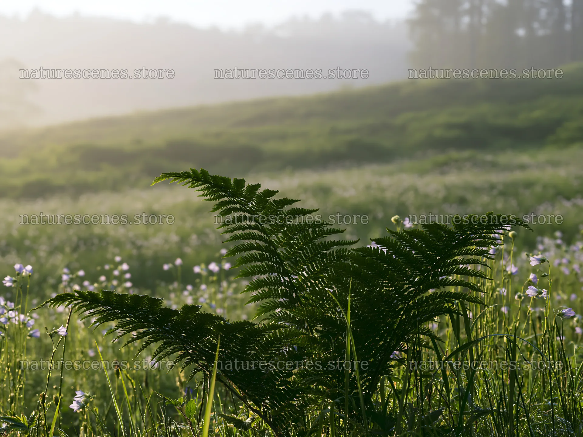 Tokushima mountain meadow fern frond foreground in the sunlight – nature scenes 9174x6866