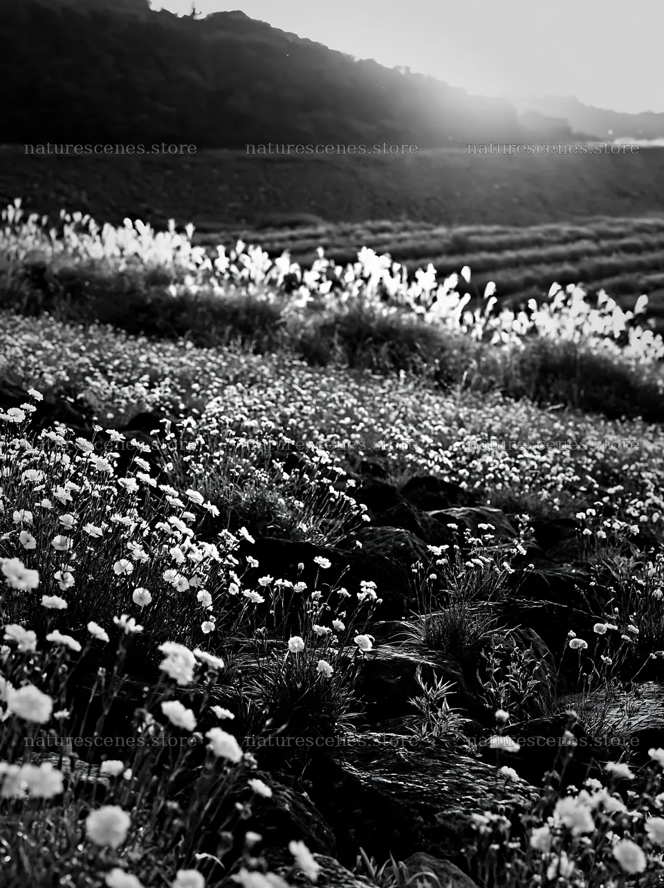 Kanagawa heat resilient meadow volcanic stones at sunset – nature scenes 6866x9174
