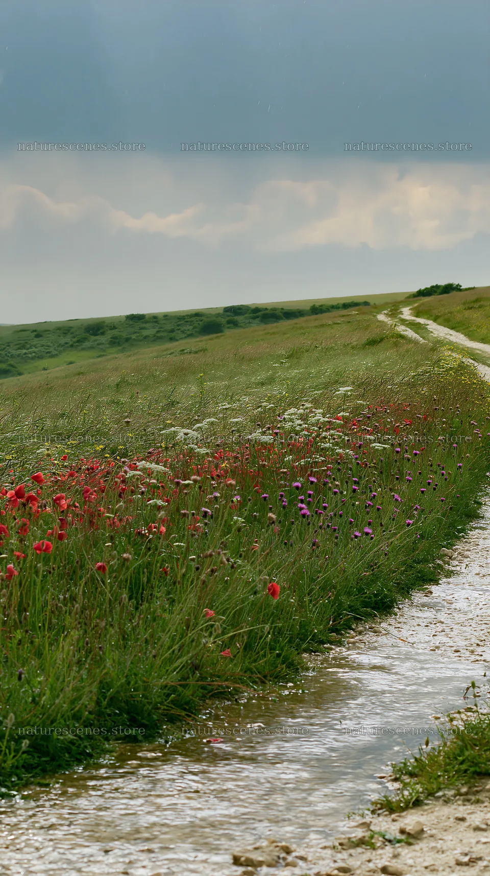 Rainwashed meadow with wildflowers and dirt path – nature scenes 5938x10608