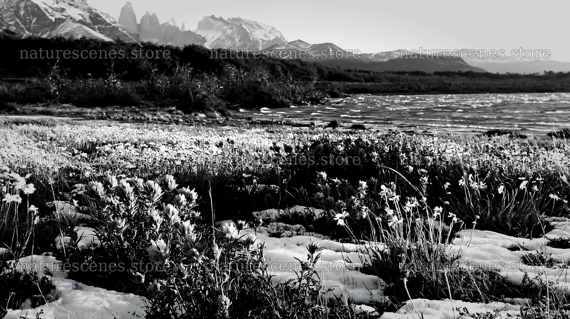 Lakeside meadow after first snowfall with flowers – nature scenes 10608x5938