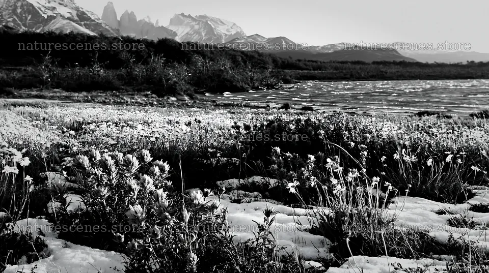 Lakeside meadow after first snowfall with flowers – nature scenes 10608x5938