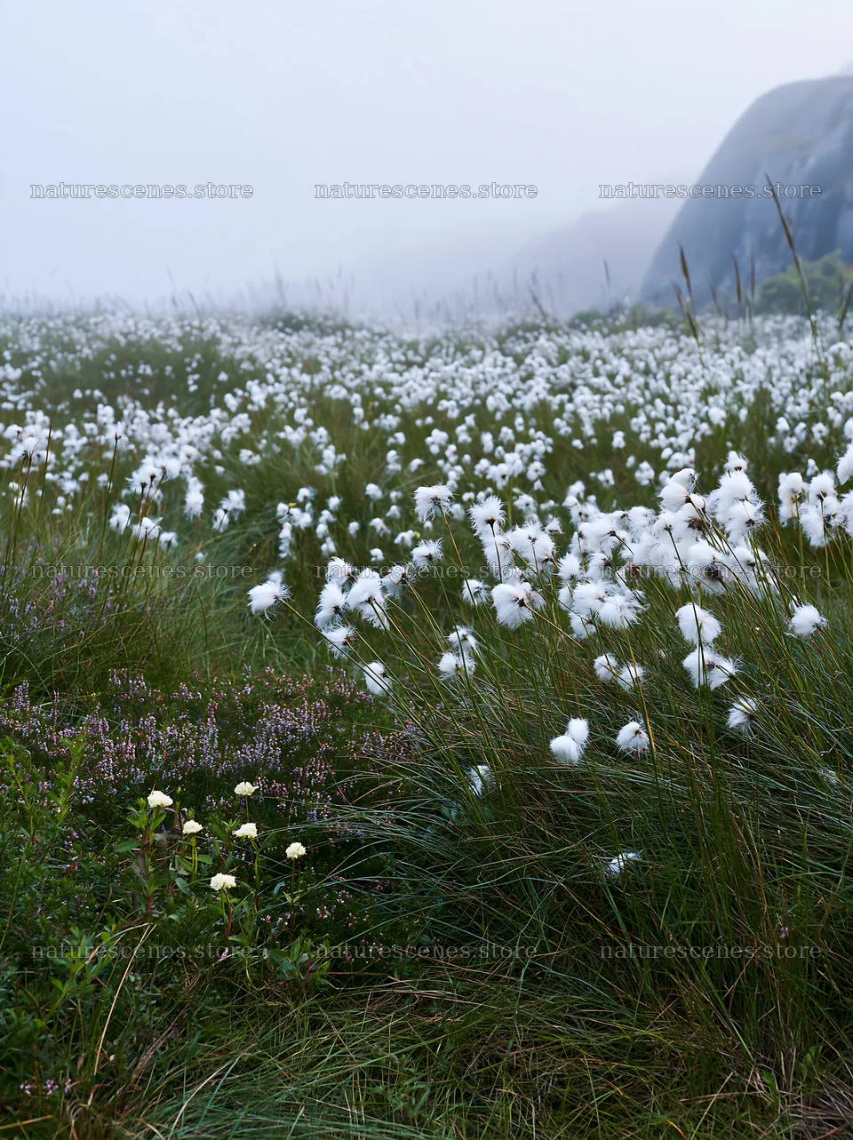 Cottongrass meadow with fog and rocky backdrop – nature scenes 6866x9174