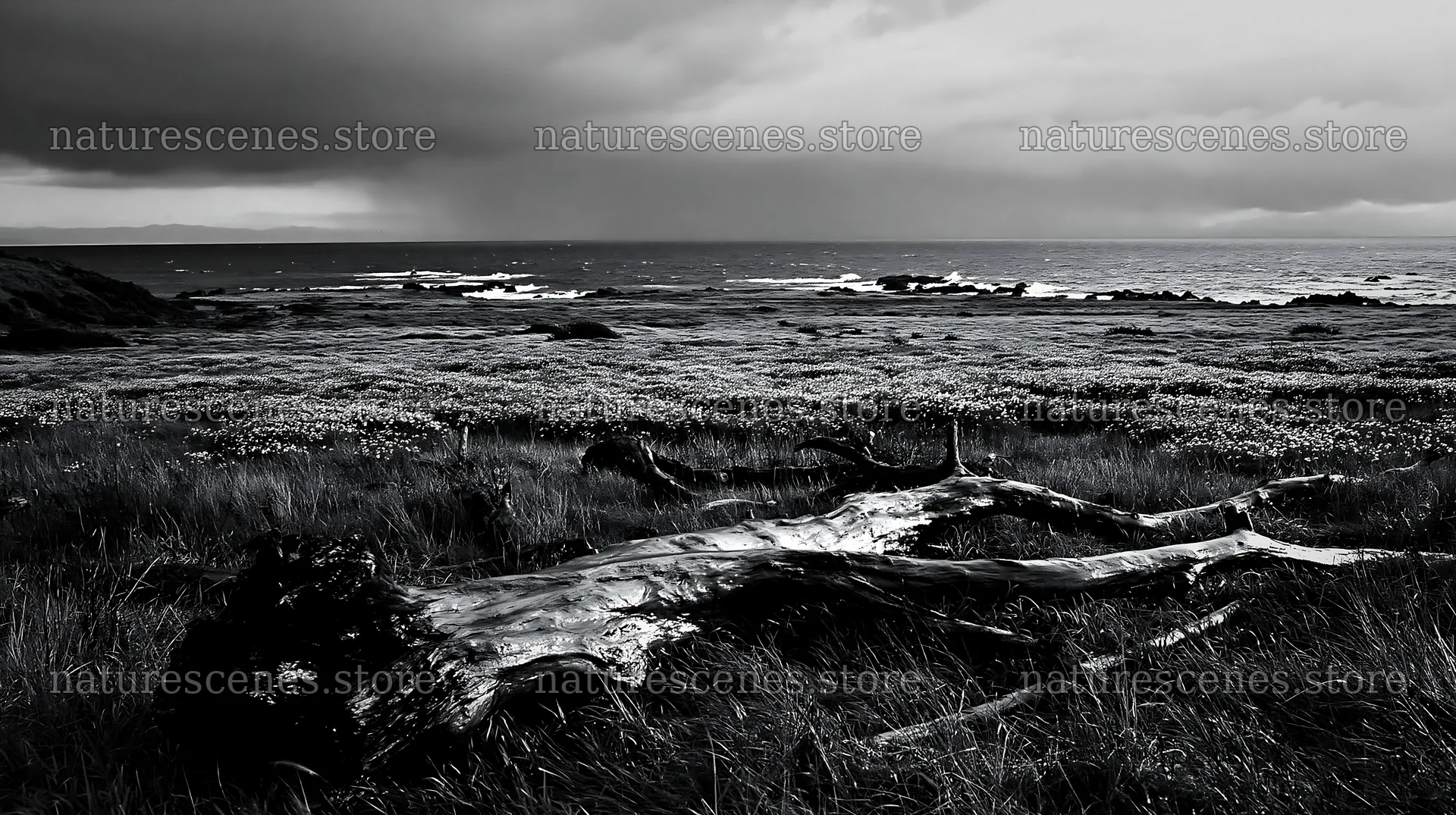 Nagasaki coastal meadow driftwood foreground mood – nature scenes 10608x5938