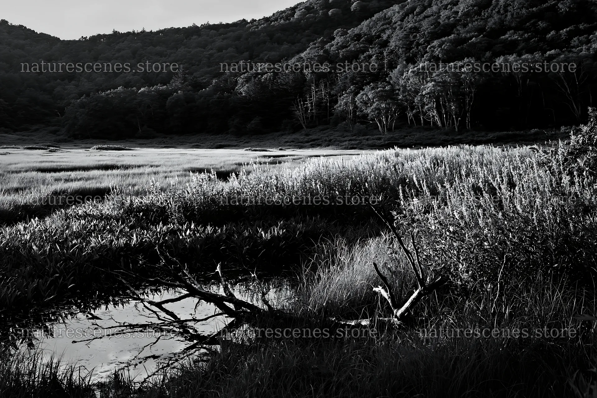 Yamagata rewilded meadow fallen branch foreground – nature scenes 9722x6480