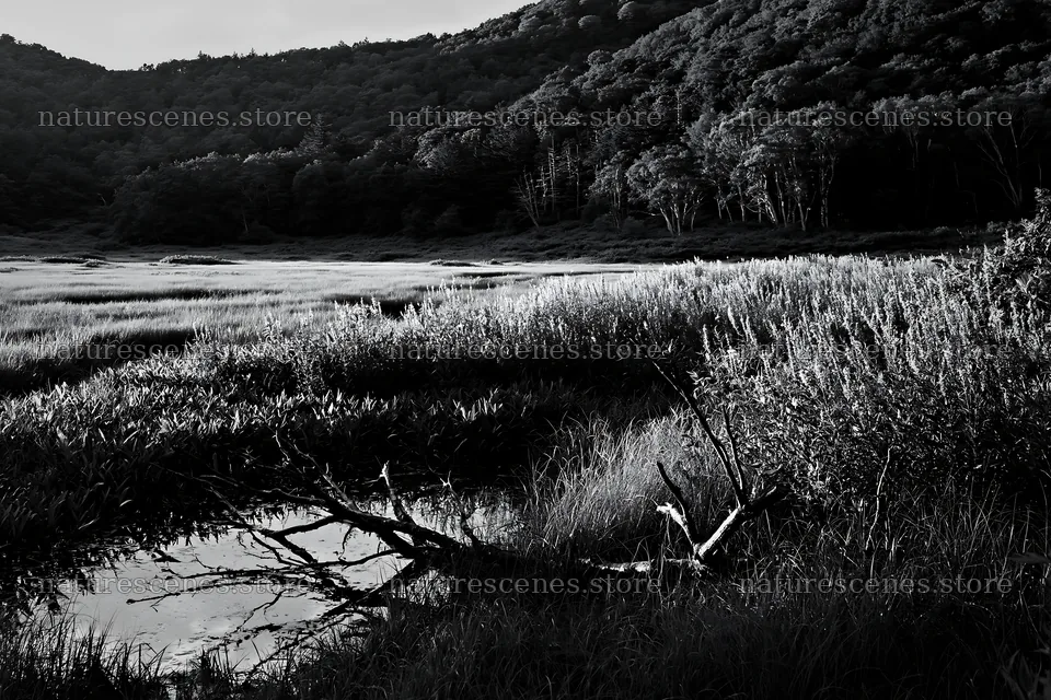 Yamagata rewilded meadow fallen branch foreground – nature scenes 9722x6480