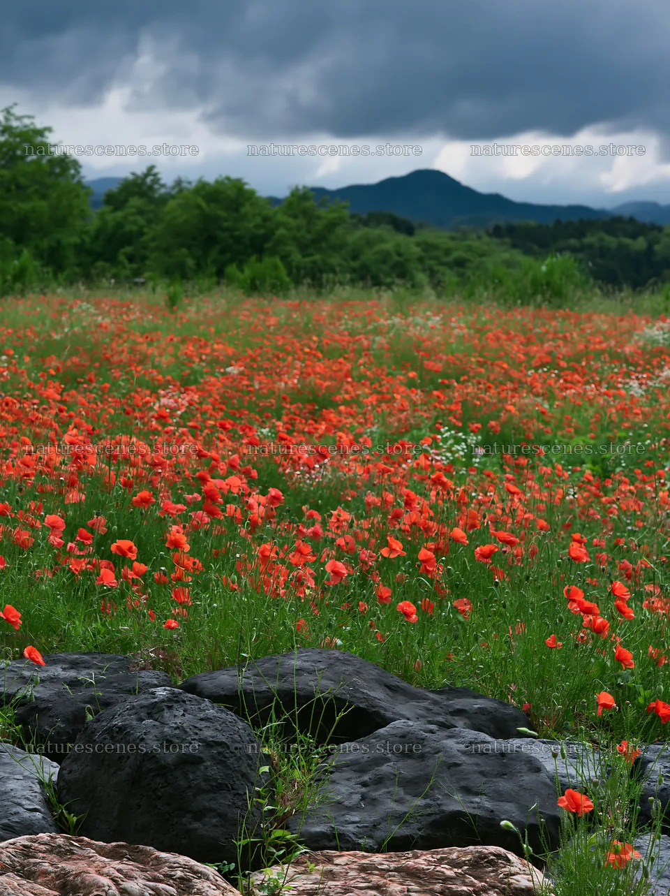 Kyoto spring wildflower meadow with stone foreground – nature scenes 6866x9174