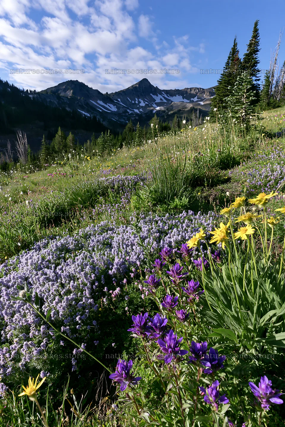 Colorful lavender meadow with mountains in the background – nature scenes 6480x9722