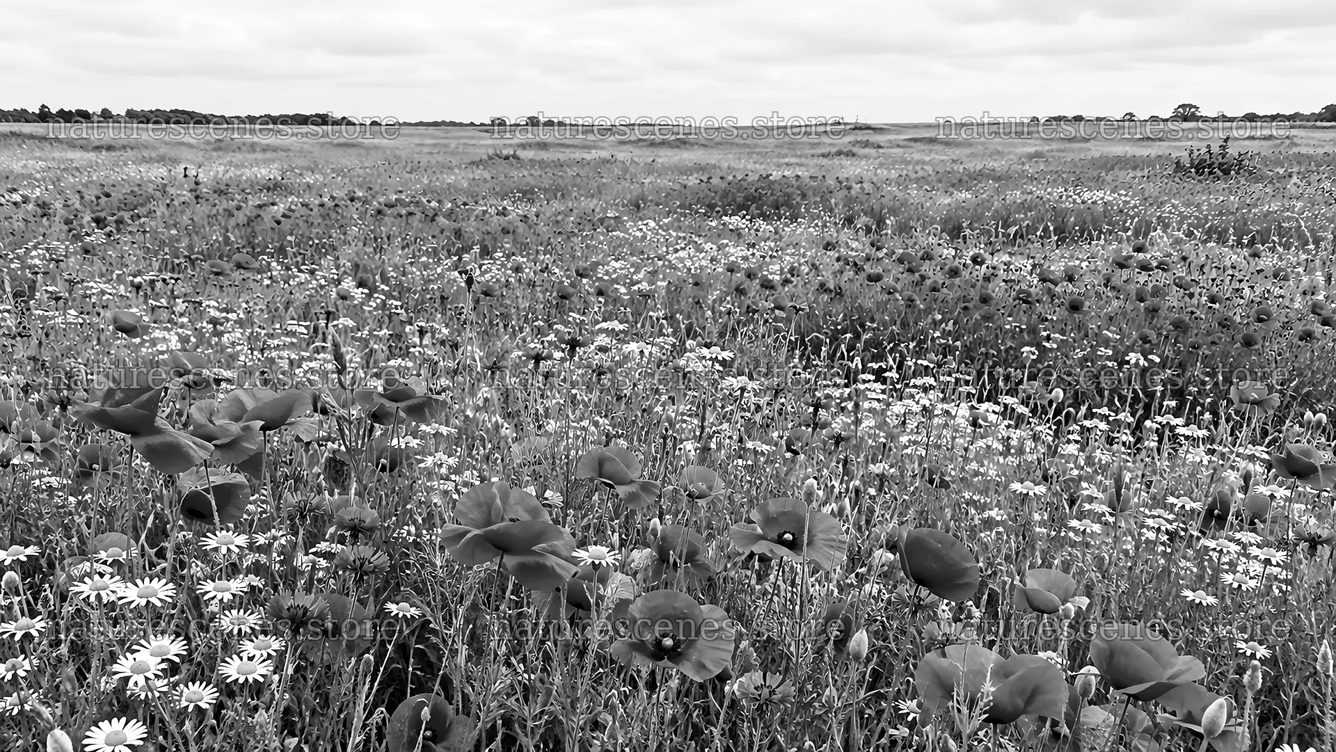 Black-and-White Wildflower Meadow – nature scenes 10324x5812