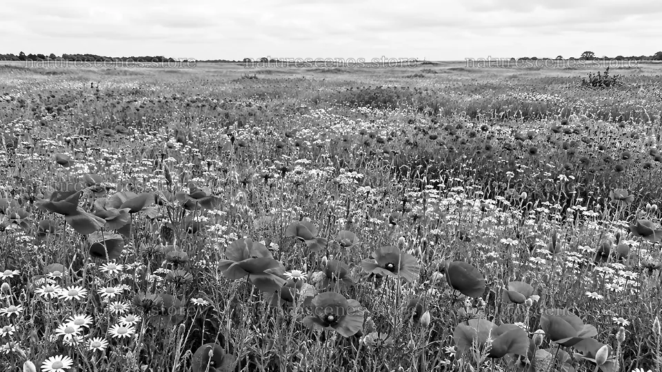 Black-and-White Wildflower Meadow – nature scenes 10324x5812