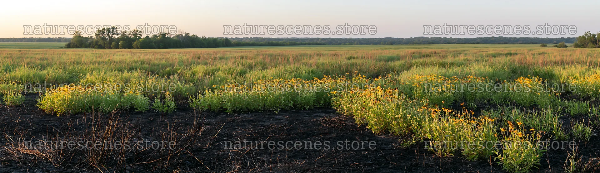 Regenerative meadow with flowers in green field – nature scenes 14762x4268