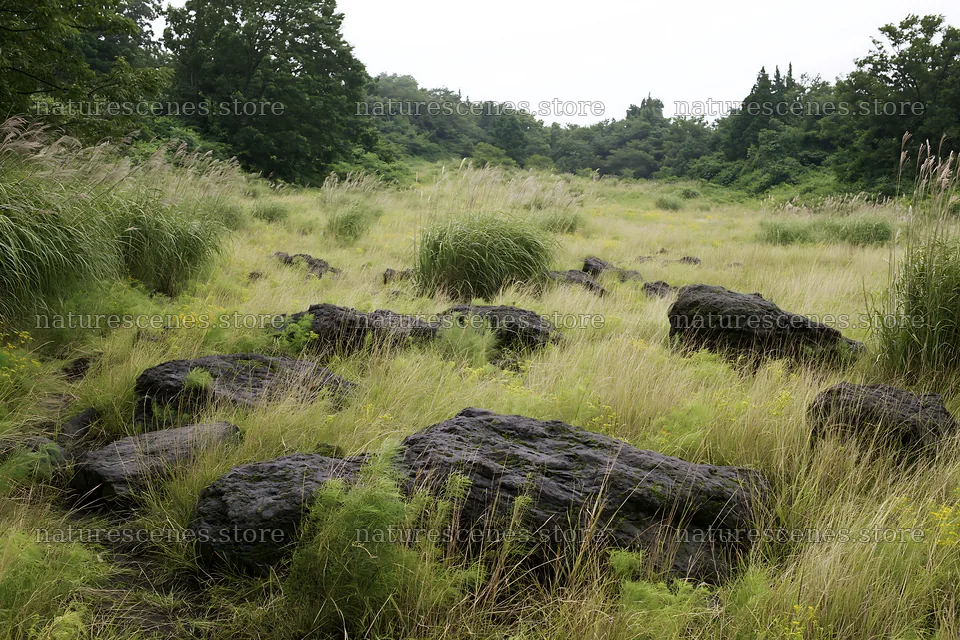 Kanagawa heat resilient meadow volcanic stones in grassy field – nature scenes 9722x6480