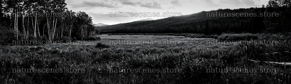 Expansive Christmas meadow rewilding with lights and driftwood – nature scenes 14762x4268