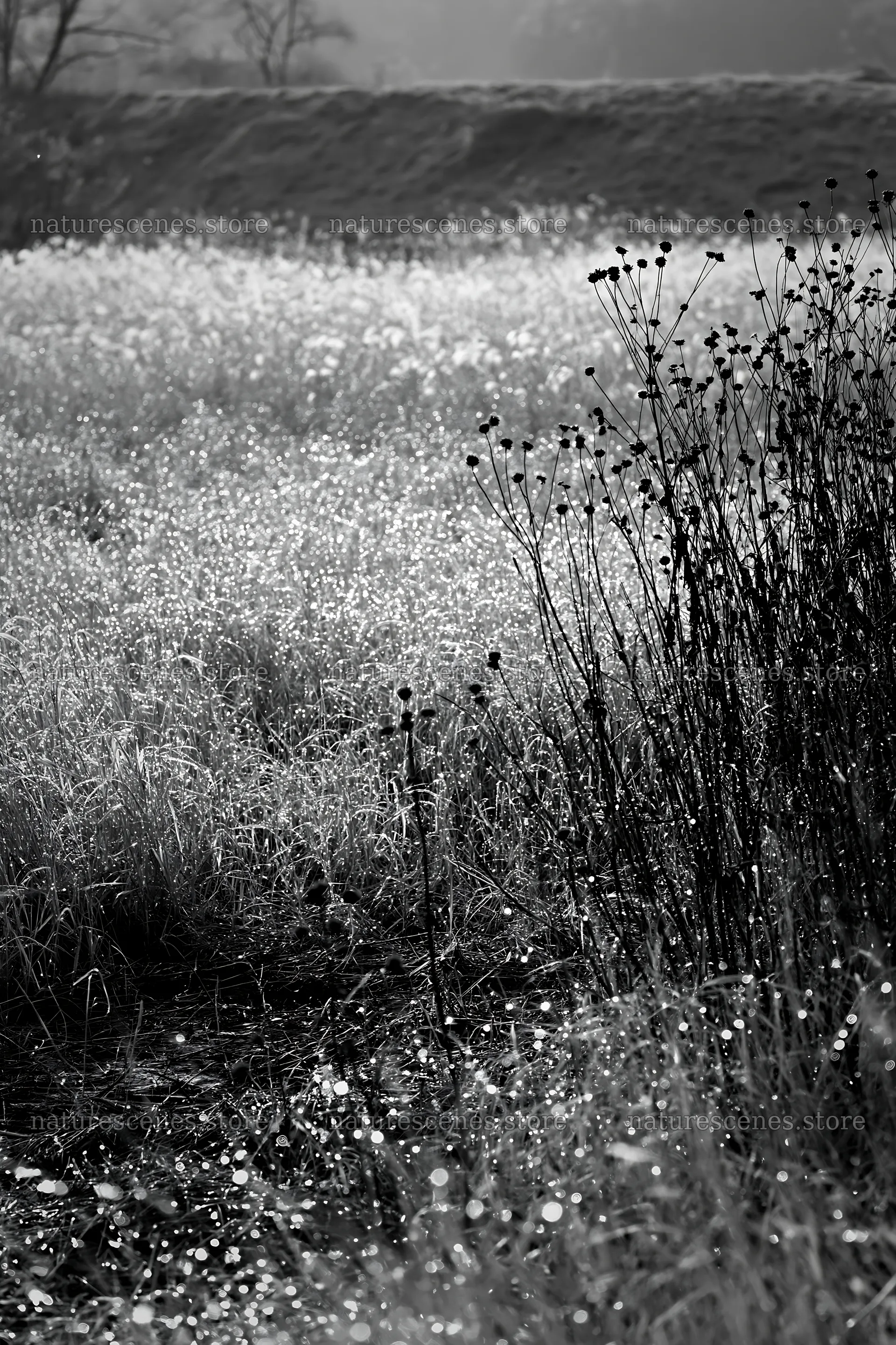Niigata floodplain restoration meadow dew foreground – nature scenes 6480x9722