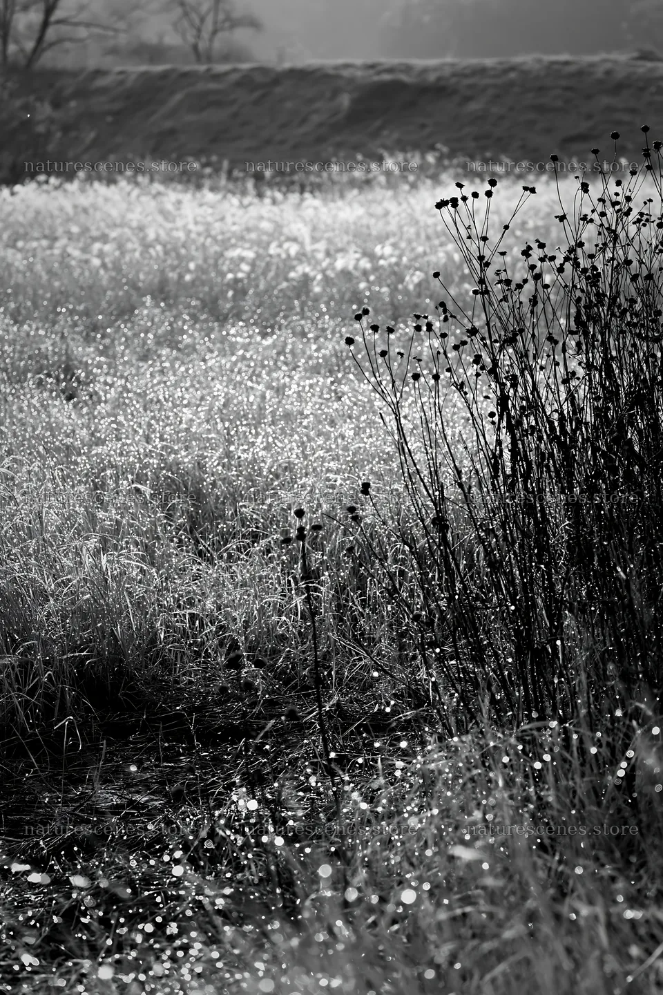 Niigata floodplain restoration meadow dew foreground – nature scenes 6480x9722