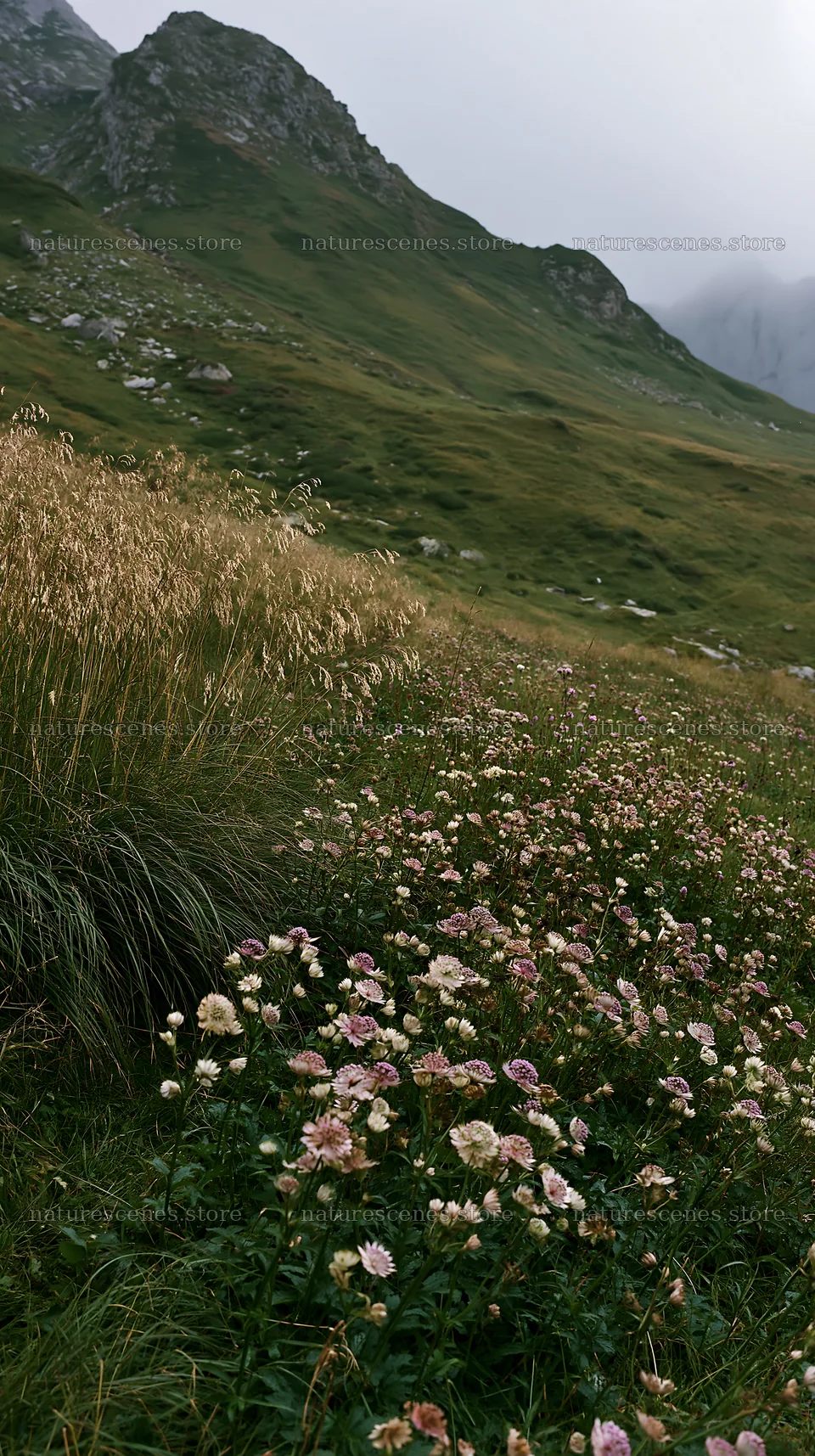 Seedhead meadow with flowers and hills in the background – nature scenes 5938x10608