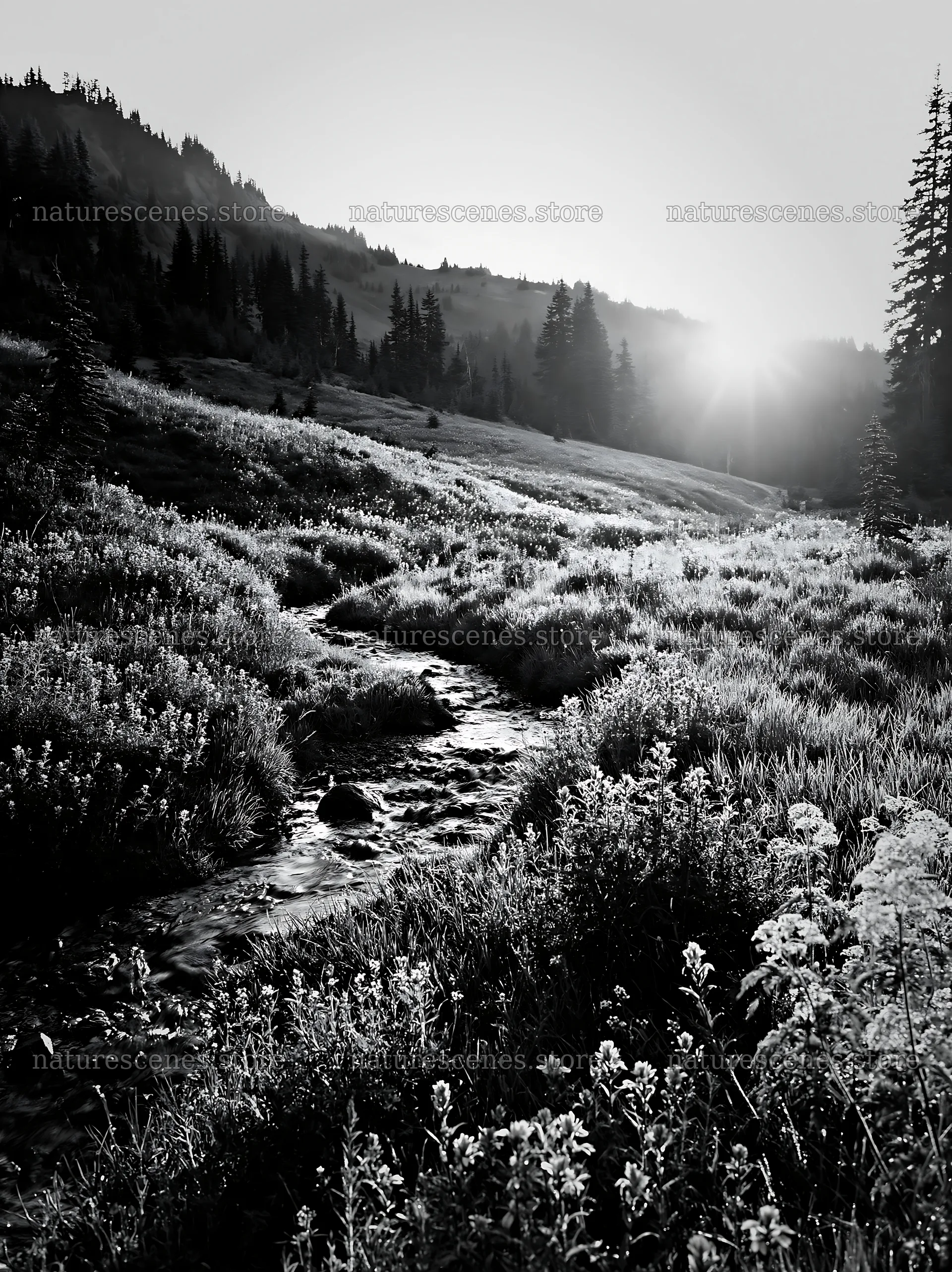 Mount Rainier wildflower meadow sunrise with stream – nature scenes 6866x9174