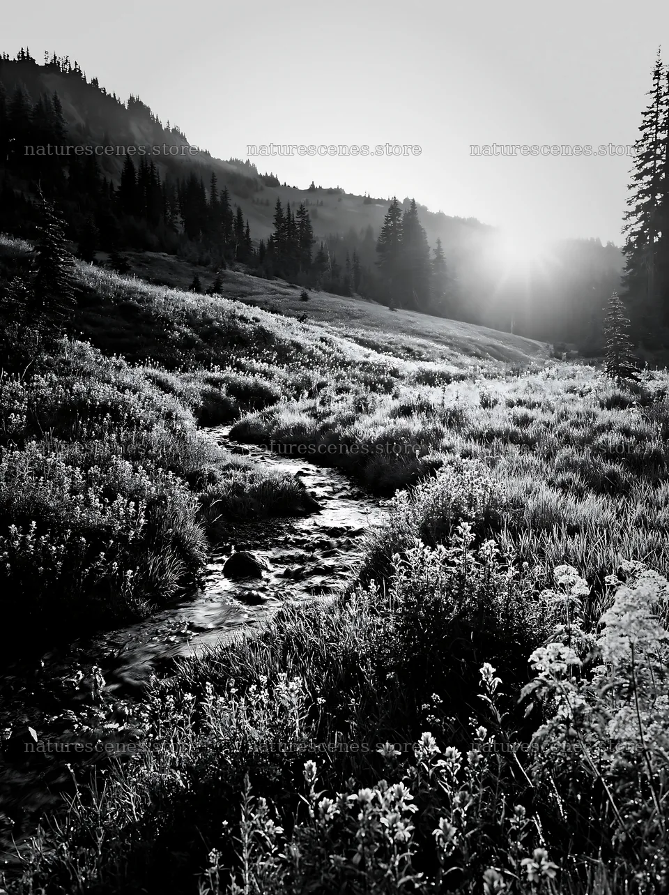 Mount Rainier wildflower meadow sunrise with stream – nature scenes 6866x9174