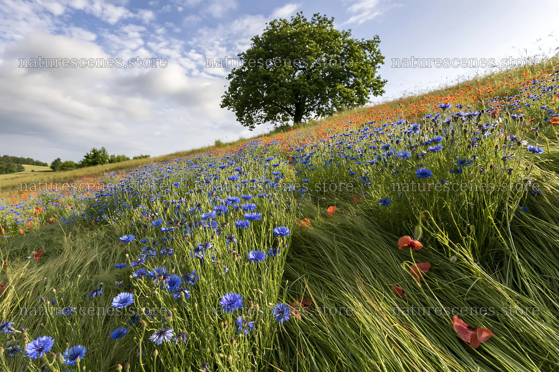 Colorful cornflower meadow with trees in sunny weather – nature scenes 9722x6480