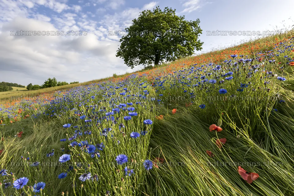 Colorful cornflower meadow with trees in sunny weather – nature scenes 9722x6480