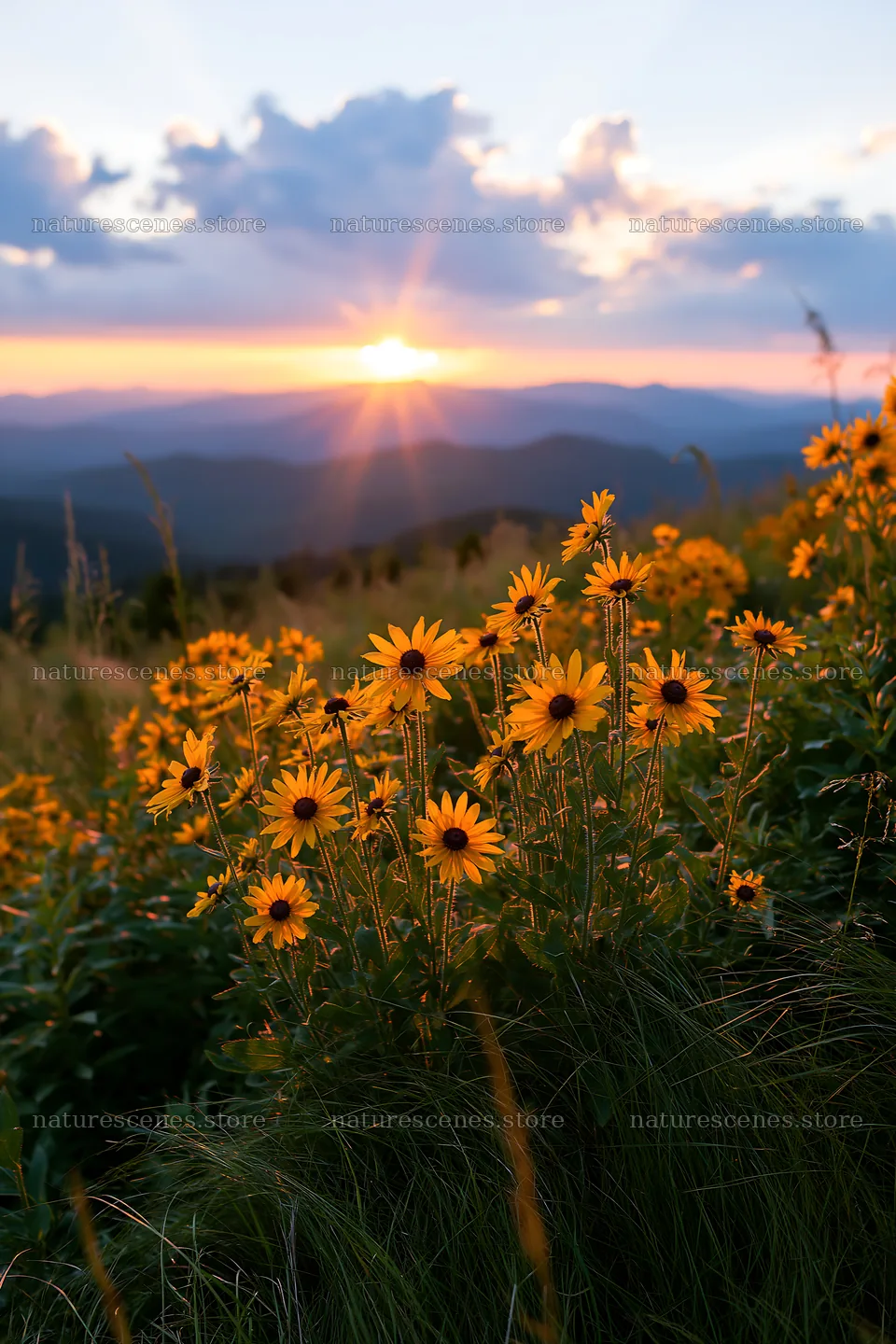 Crepuscular rays meadow with wildflowers at sunset – nature scenes 6480x9722