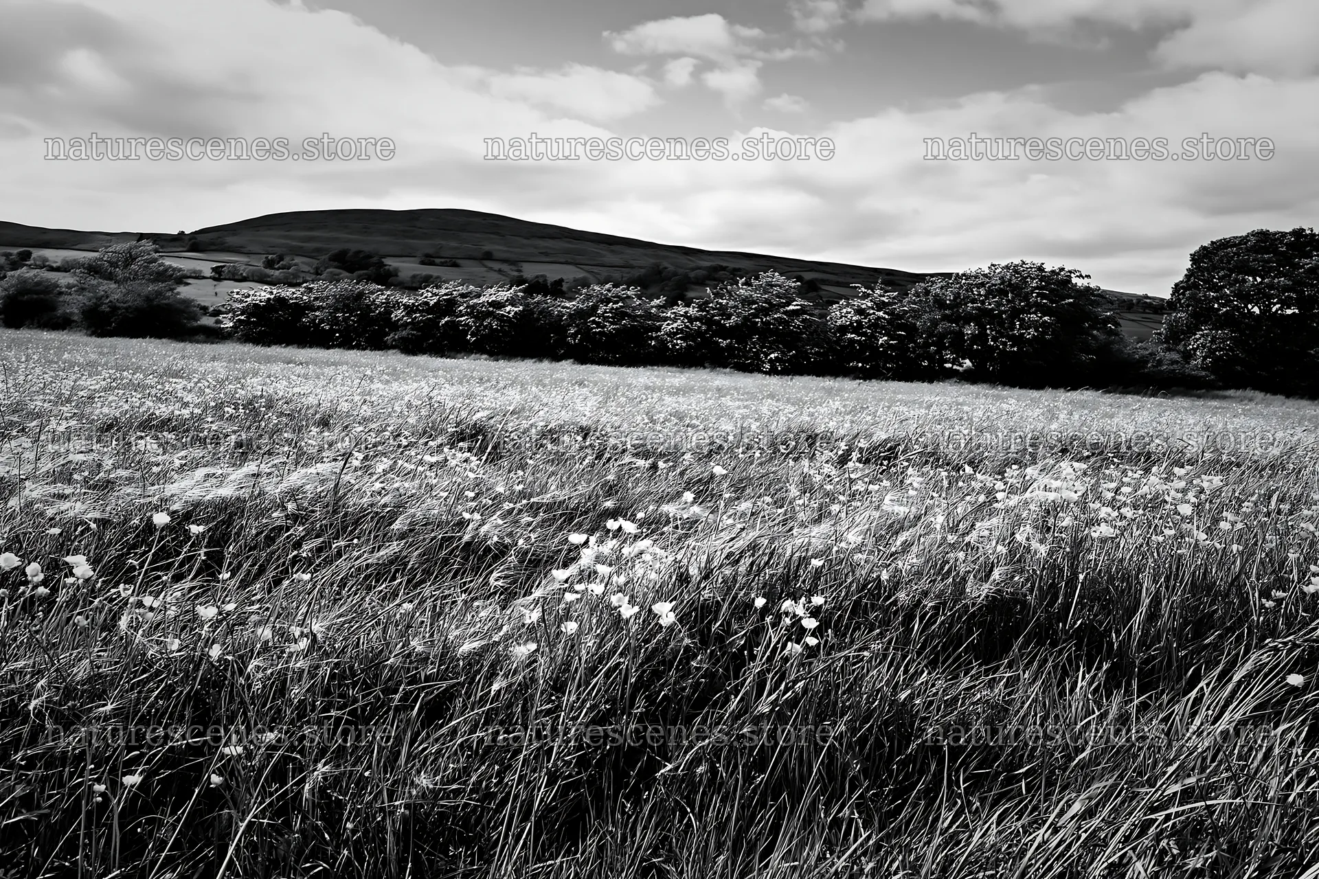 Yorkshire Dales buttercup hay meadow under cloudy sky – nature scenes 9722x6480