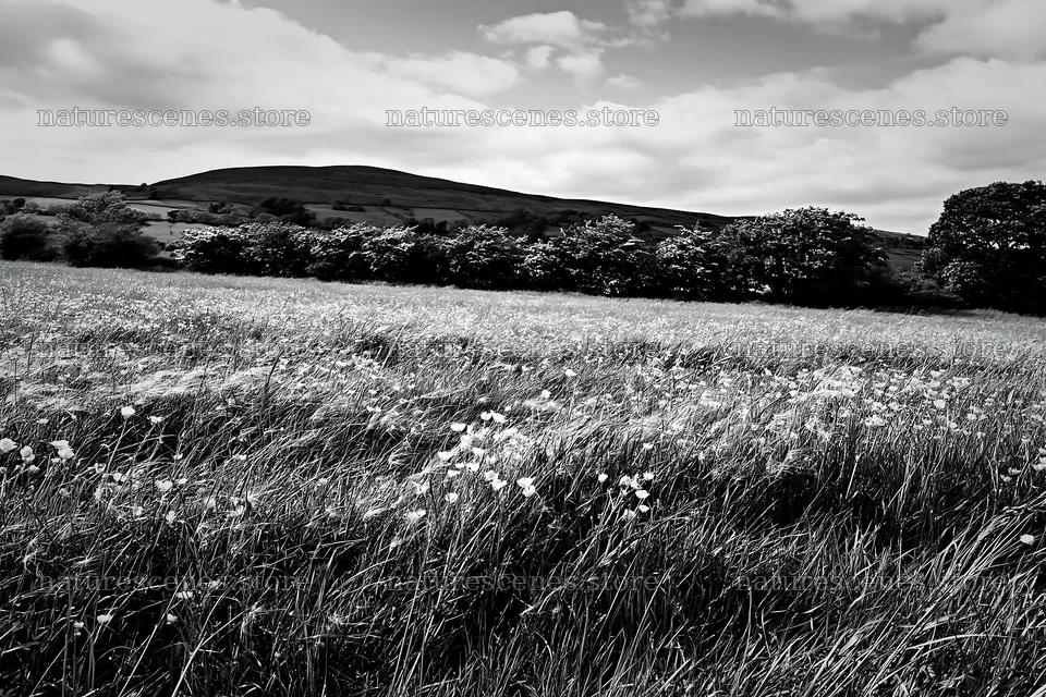 Yorkshire Dales buttercup hay meadow under cloudy sky – nature scenes 9722x6480