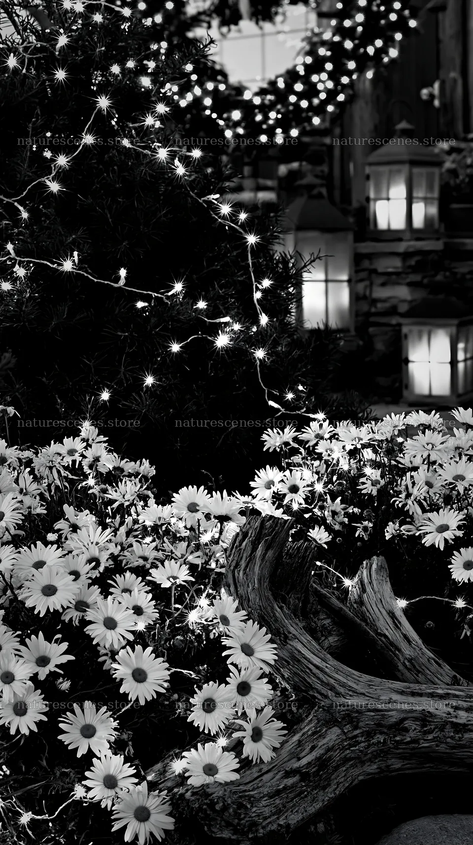 Expansive meadow of white daisies with lights and driftwood – nature scenes 5938x10608