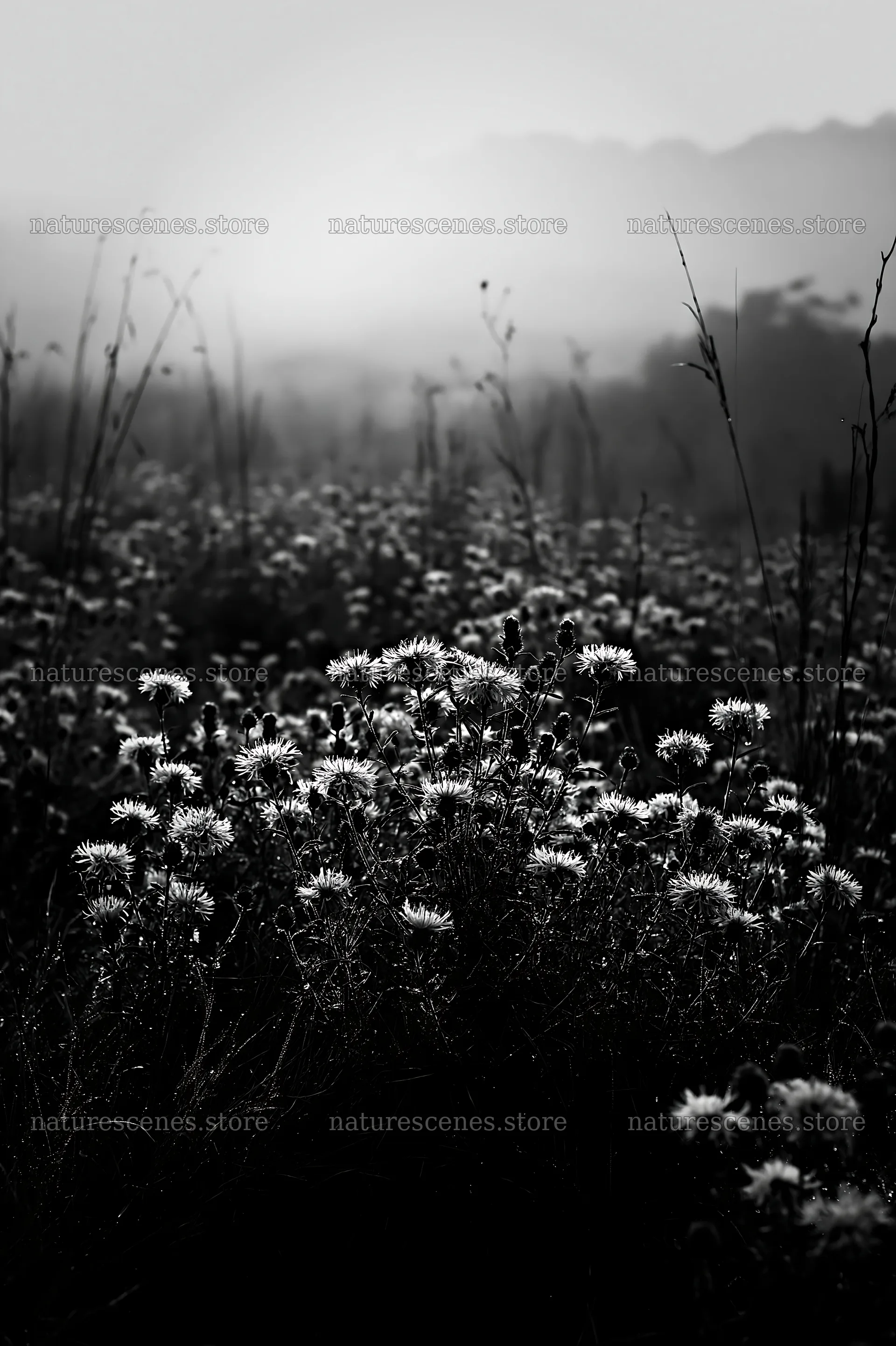 Violet knapweed meadow with flowers under soft morning light – nature scenes 6480x9722