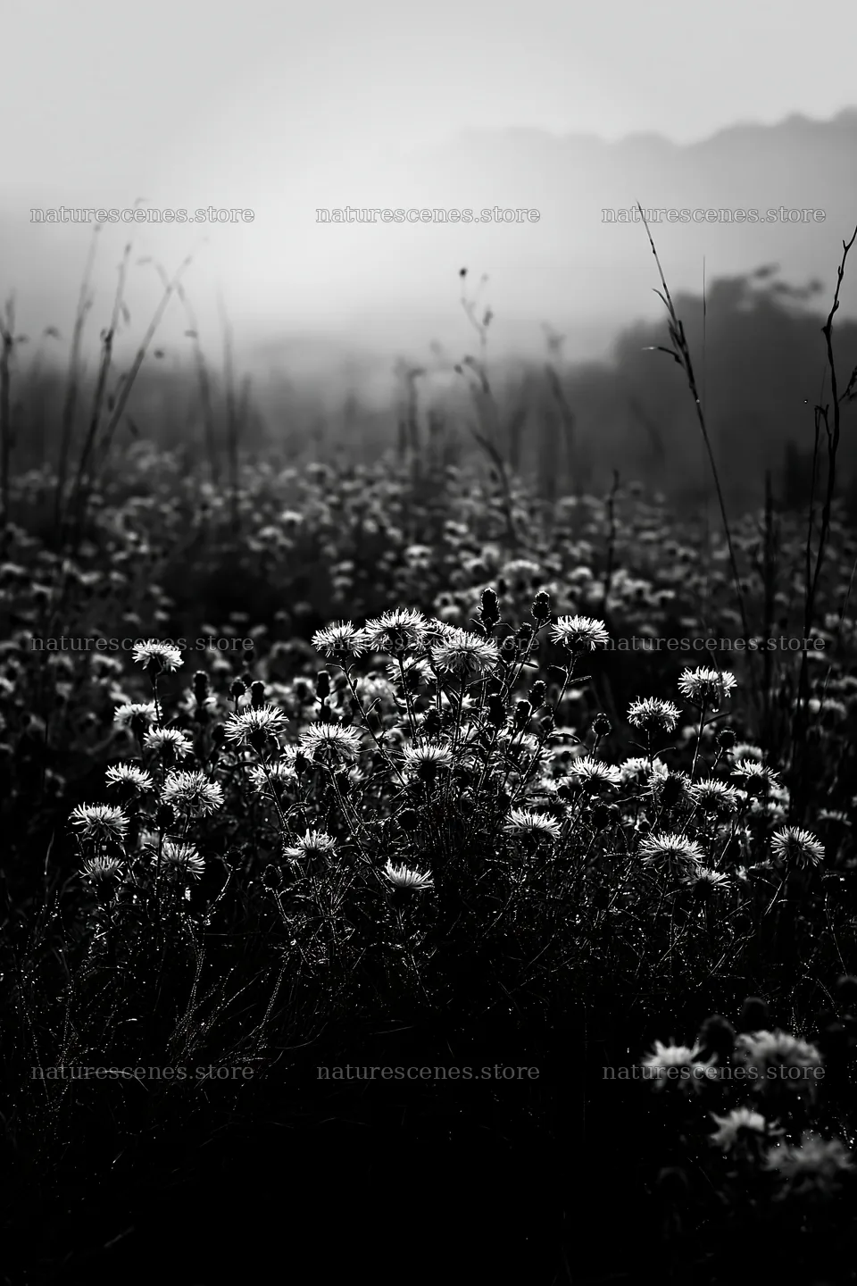 Violet knapweed meadow with flowers under soft morning light – nature scenes 6480x9722