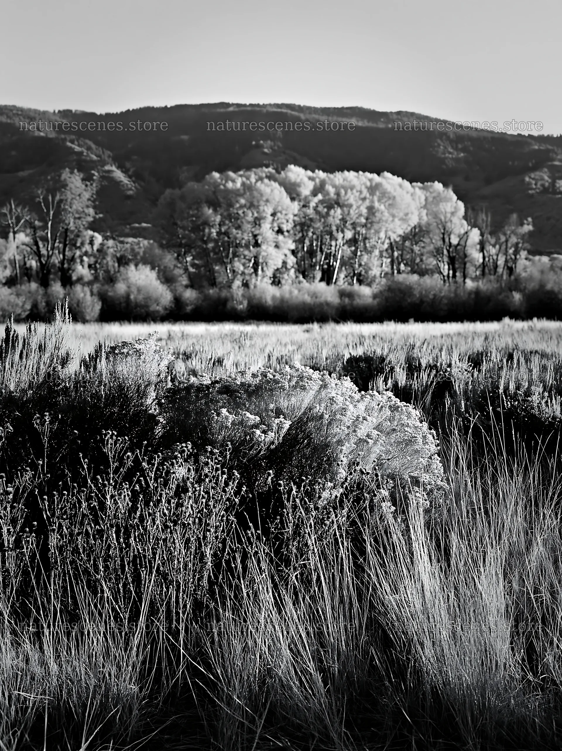 Sagebrush meadow light on rocky terrain in a quiet landscape – nature scenes 6866x9174