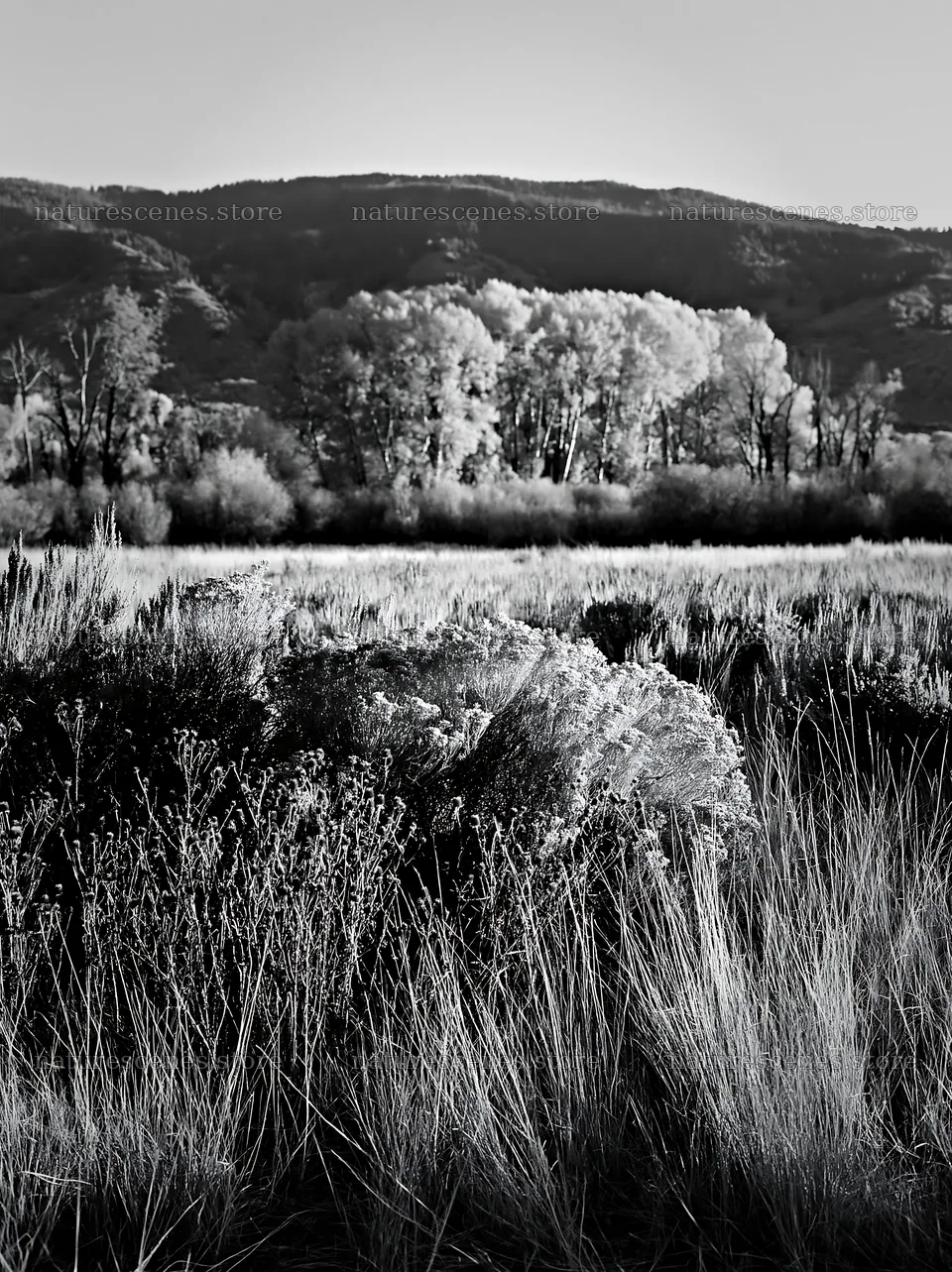 Sagebrush meadow light on rocky terrain in a quiet landscape – nature scenes 6866x9174