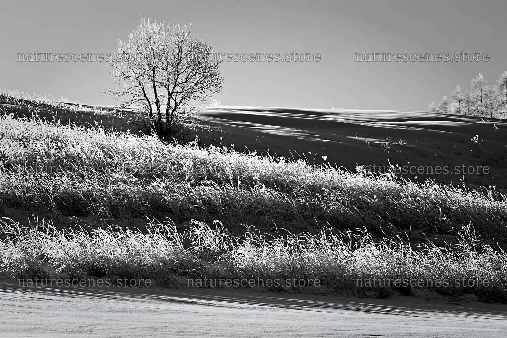 Snow covered Biei hills meadow with a solitary tree – nature scenes 9722x6480