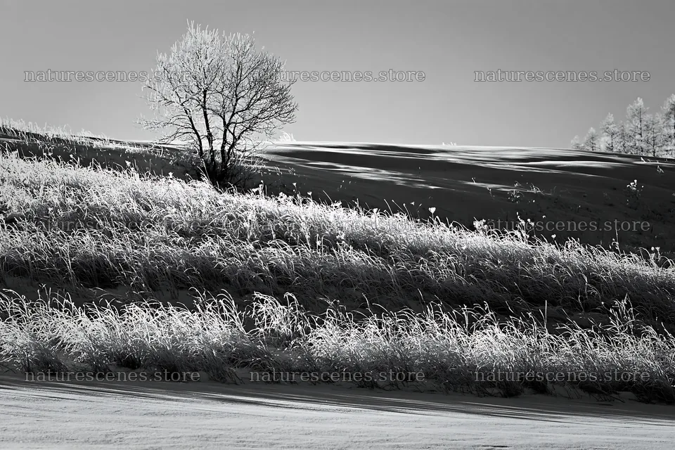 Snow covered Biei hills meadow with a solitary tree – nature scenes 9722x6480