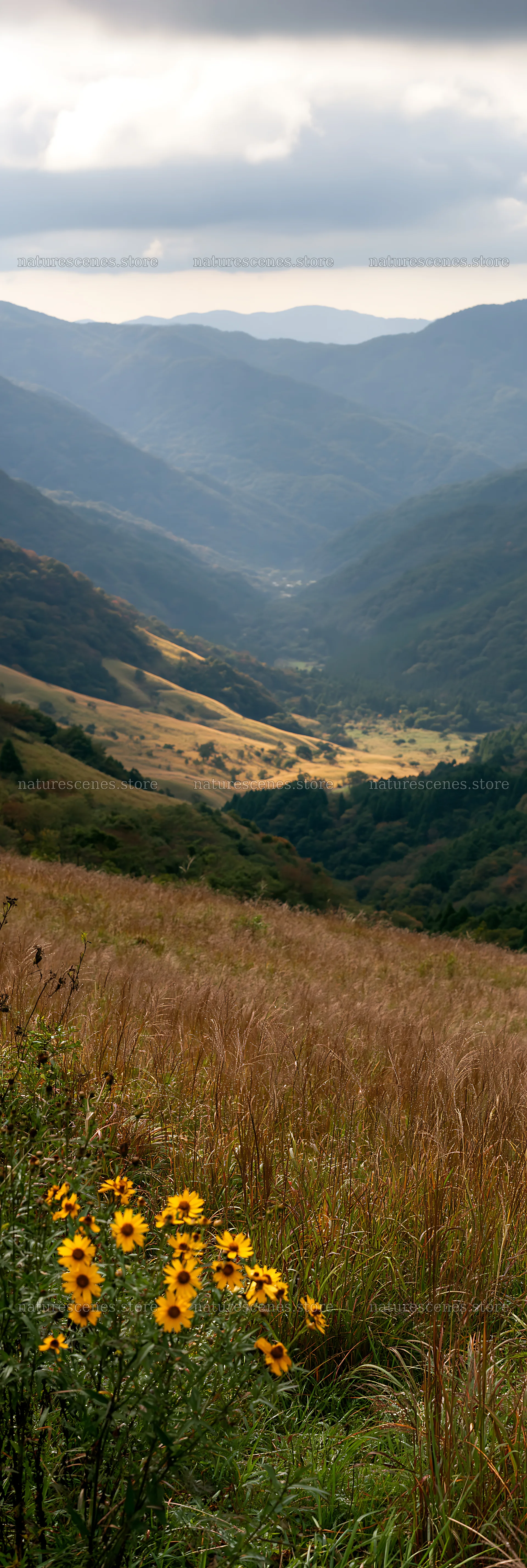 Golden meadow and seedheads on hillside in Okayama – nature scenes 4602x13690