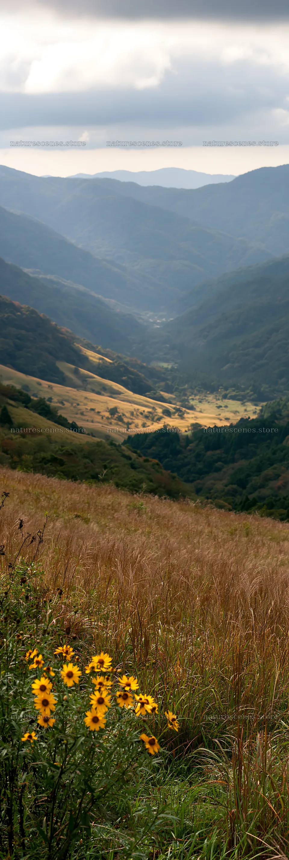 Golden meadow and seedheads on hillside in Okayama – nature scenes 4602x13690
