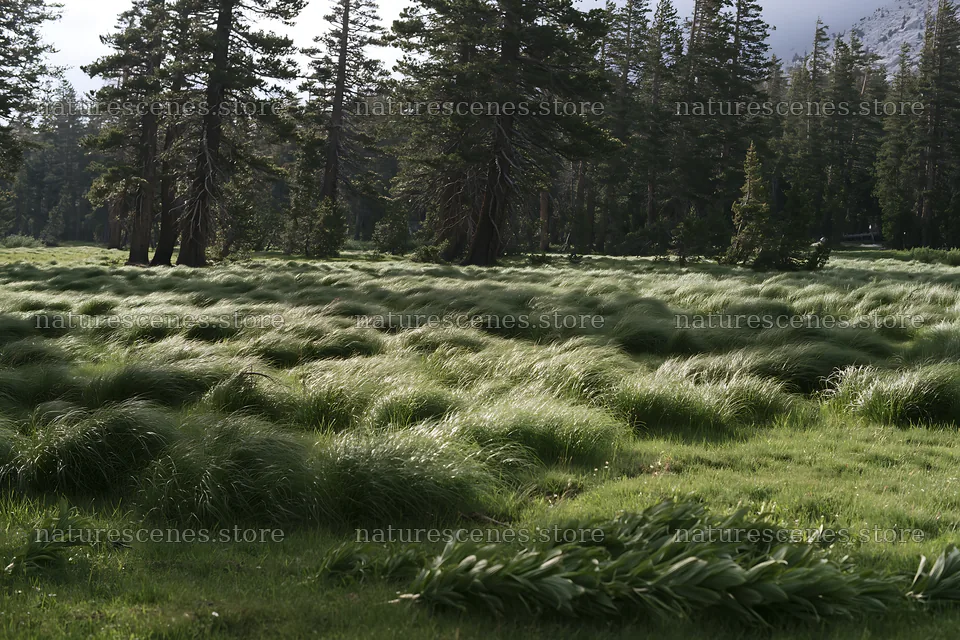 Pine forest meadow with tall grass under soft light – nature scenes 9722x6480